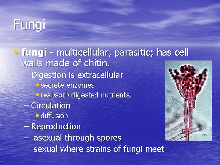 Fungi • fungi - multicellular, parasitic; has cell walls made of chitin. – Digestion