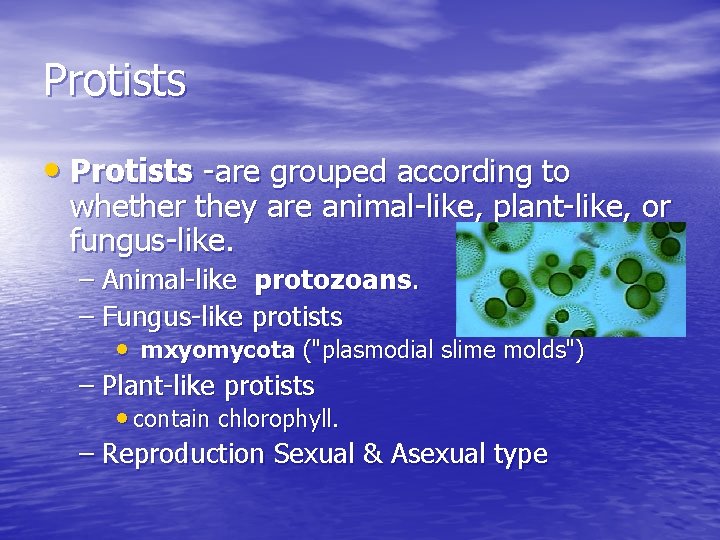 Protists • Protists -are grouped according to whether they are animal-like, plant-like, or fungus-like.