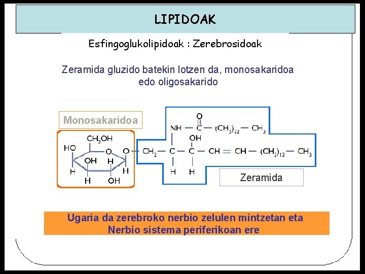 LIPIDOAK Esfingoglukolipidoak : Zerebrosidoak Zeramida gluzido batekin lotzen da, monosakaridoa edo oligosakarido Monosakaridoa Zeramida