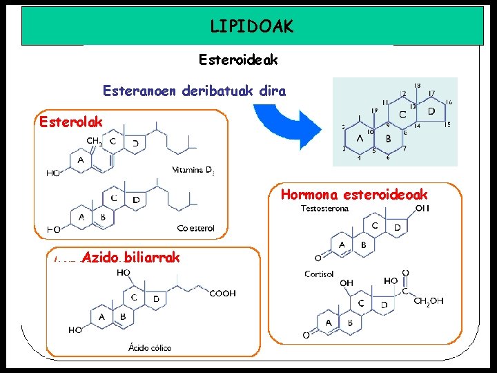LIPIDOAK Esteroideak Esteranoen deribatuak dira Esterolak Hormona esteroideoak Azido biliarrak 