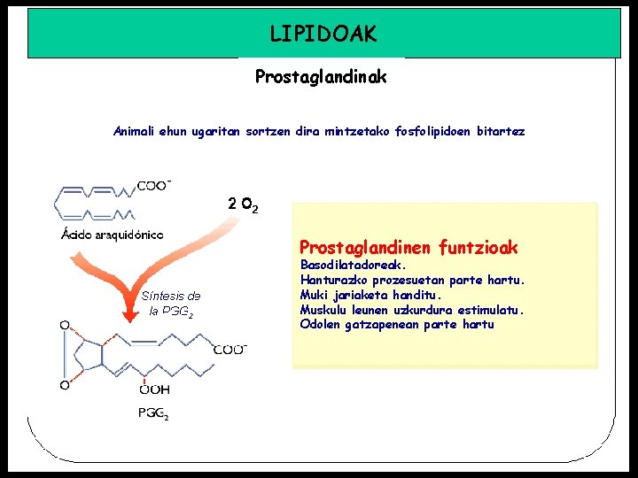 LIPIDOAK Prostaglandinak Animali ehun ugaritan sortzen dira mintzetako fosfolipidoen bitartez Prostaglandinen funtzioak Basodilatadoreak. Hanturazko