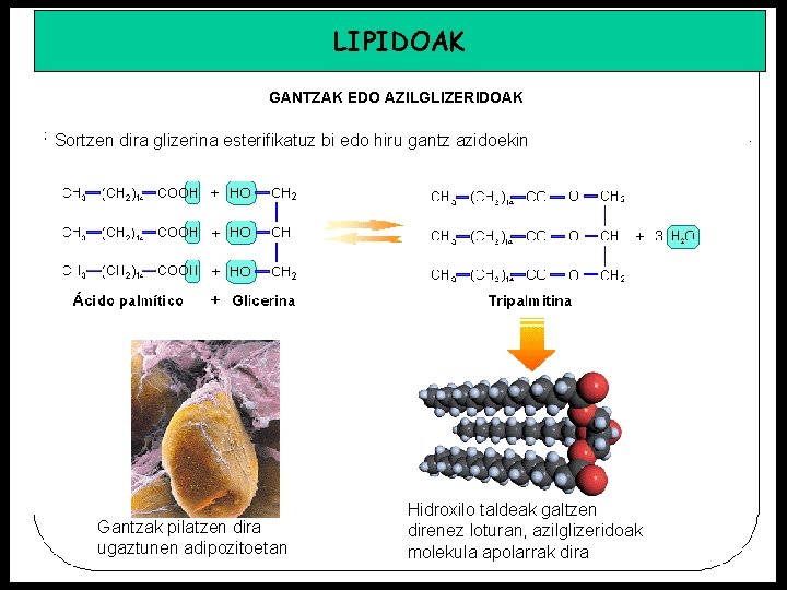 LIPIDOAK GANTZAK EDO AZILGLIZERIDOAK Sortzen dira glizerina esterifikatuz bi edo hiru gantz azidoekin Gantzak