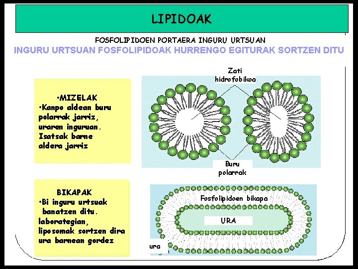 LIPIDOAK FOSFOLIPIDOEN PORTAERA INGURU URTSUAN FOSFOLIPIDOAK HURRENGO EGITURAK SORTZEN DITU Zati hidrofobikoa • MIZELAK