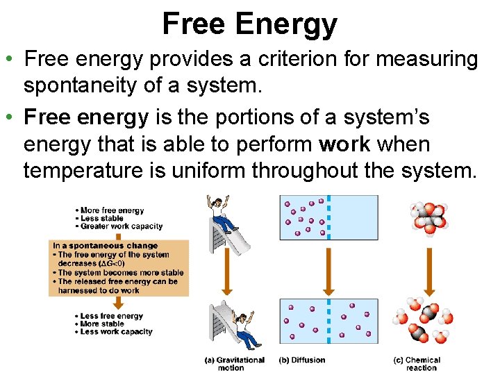 Free Energy and ATP But I thought nothing