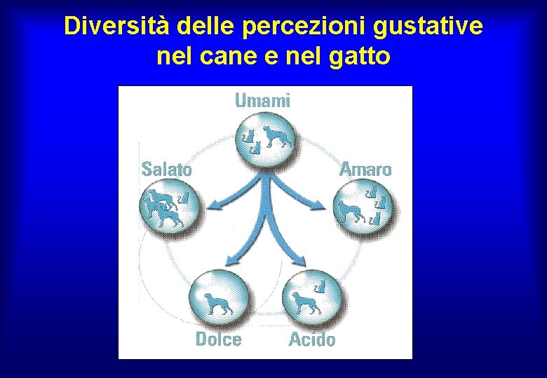 Diversità delle percezioni gustative nel cane e nel gatto 