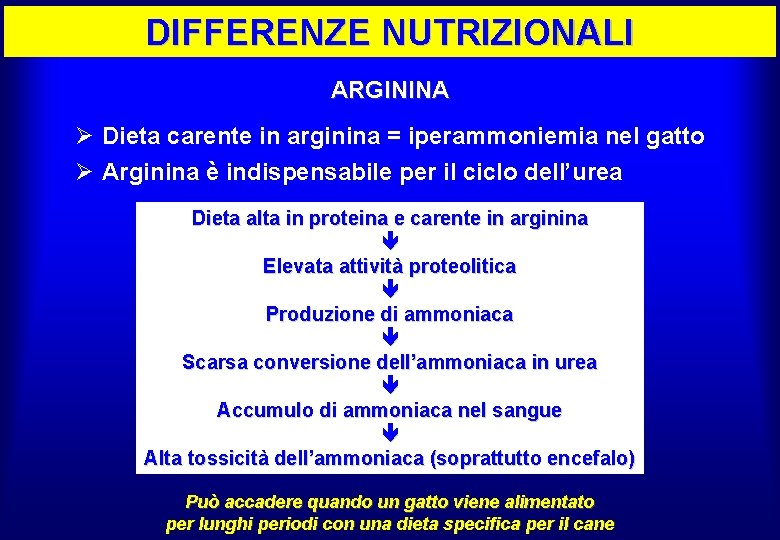 DIFFERENZE NUTRIZIONALI ARGININA Ø Dieta carente in arginina = iperammoniemia nel gatto Ø Arginina