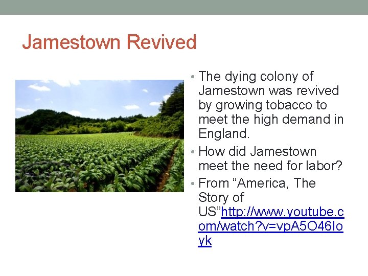 Jamestown Revived • The dying colony of Jamestown was revived by growing tobacco to