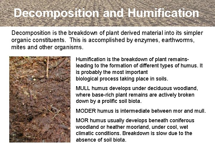 Decomposition and Humification Decomposition is the breakdown of plant derived material into its simpler