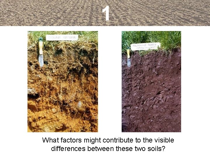 1 What factors might contribute to the visible differences between these two soils? 