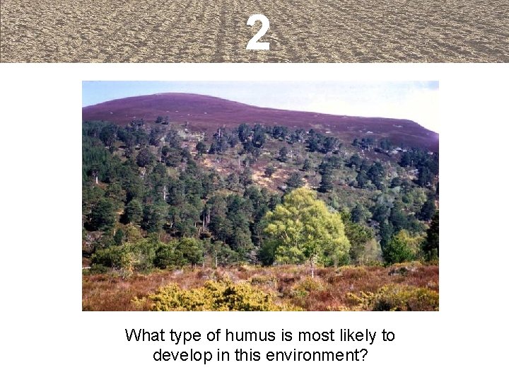 2 What type of humus is most likely to develop in this environment? 