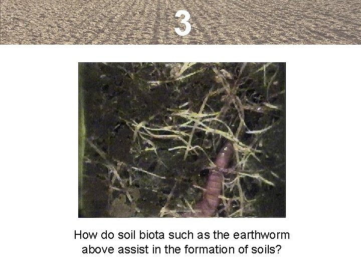 3 How do soil biota such as the earthworm above assist in the formation