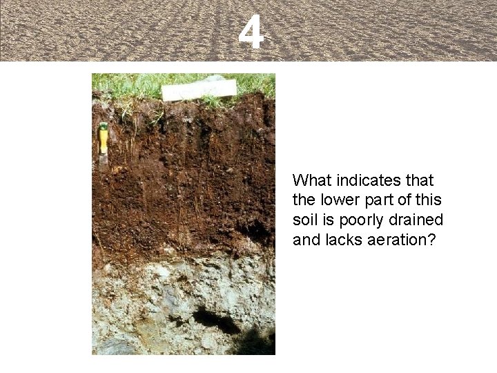 4 What indicates that the lower part of this soil is poorly drained and