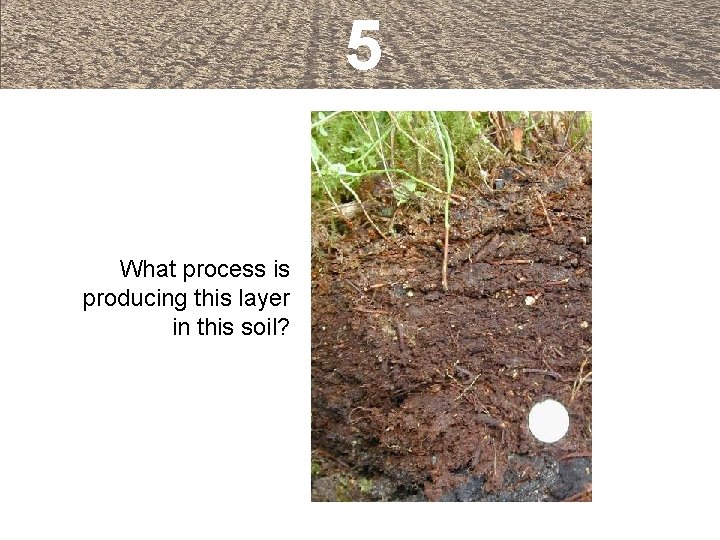 5 What process is producing this layer in this soil? 