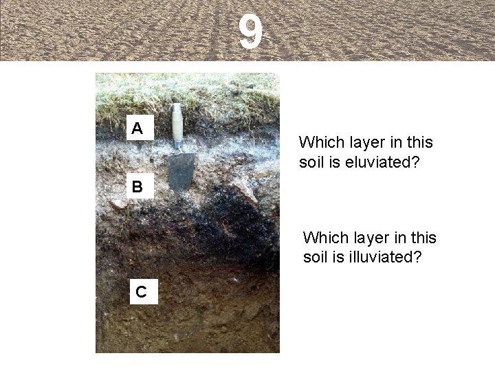 9 A Which layer in this soil is eluviated? B Which layer in this