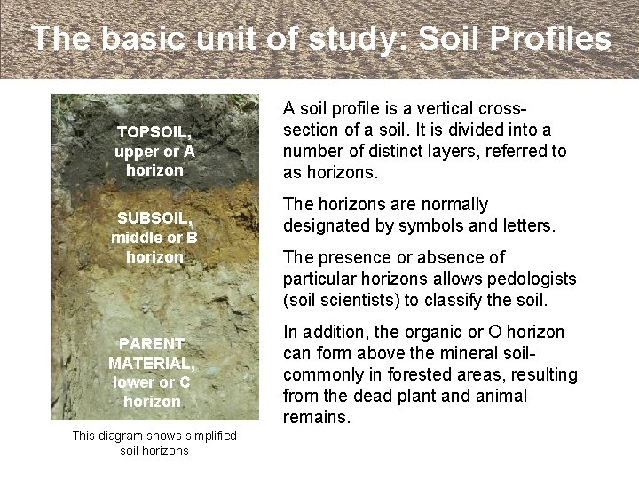 The basic unit of study: Soil Profiles TOPSOIL, upper or A horizon SUBSOIL, middle