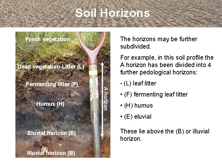 Soil Horizons The horizons may be further subdivided. Fresh vegetation For example, in this
