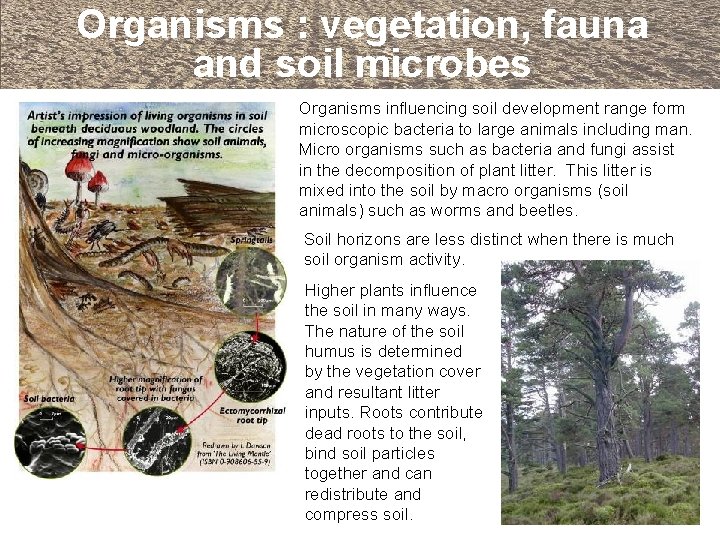 Organisms : vegetation, fauna and soil microbes Organisms influencing soil development range form microscopic