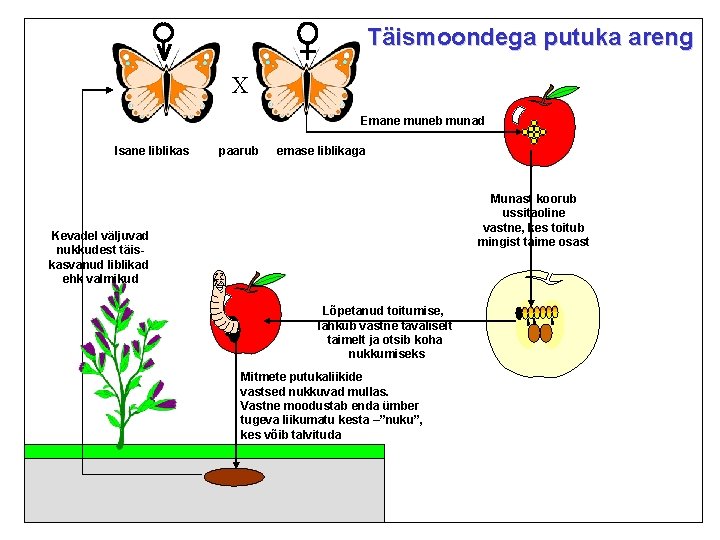 Täismoondega putuka areng X Emane muneb munad Isane liblikas paarub emase liblikaga Munast koorub Täismoondega putuka areng X Emane muneb munad Isane liblikas paarub emase liblikaga Munast koorub