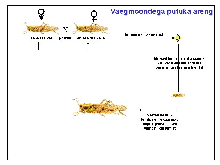 Vaegmoondega putuka areng X Isane ritsikas paarub emase ritsikaga Emane muneb munad Munast koorub Vaegmoondega putuka areng X Isane ritsikas paarub emase ritsikaga Emane muneb munad Munast koorub