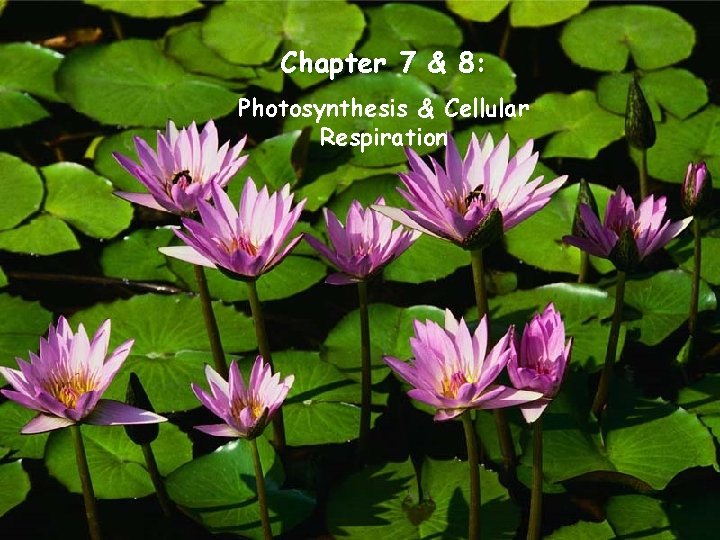 Chapter 7 & 8: Photosynthesis & Cellular Respiration 