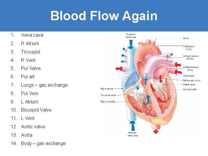Blood Flow Again 1. Vena cava 2. R Atrium 3. Tricuspid 4. R Vent
