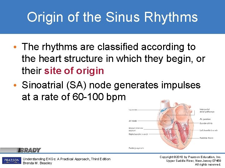 Origin of the Sinus Rhythms • The rhythms are classified according to the heart