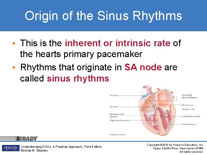 Origin of the Sinus Rhythms • This is the inherent or intrinsic rate of