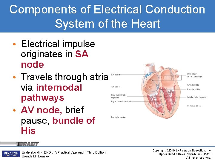 Components of Electrical Conduction System of the Heart • Electrical impulse originates in SA