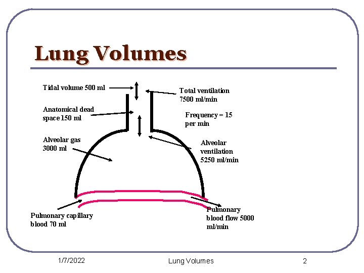 Lung Volumes Tidal volume 500 ml Anatomical dead space 150 ml Alveolar gas 3000