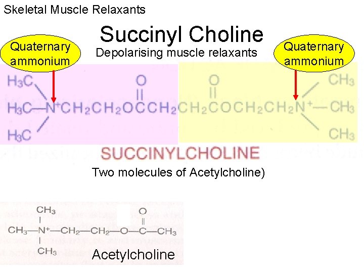 Skeletal Muscle Relaxants Quaternary ammonium Succinyl Choline Depolarising muscle relaxants Two molecules of Acetylcholine)