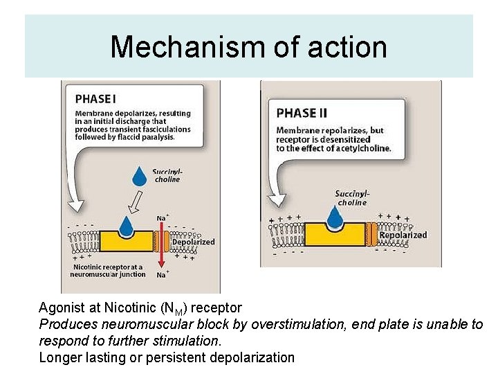 Mechanism of action Agonist at Nicotinic (NM) receptor Produces neuromuscular block by overstimulation, end