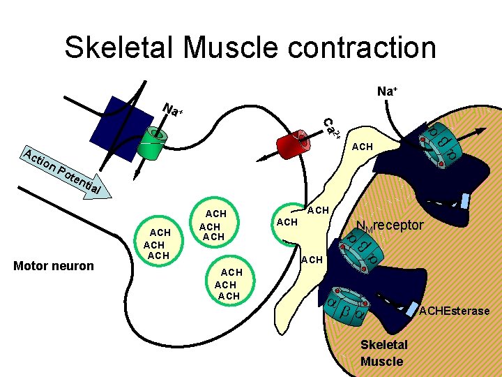 Skeletal Muscle contraction Na+ Na + tio n ab 2+ a Ca Ac ACH