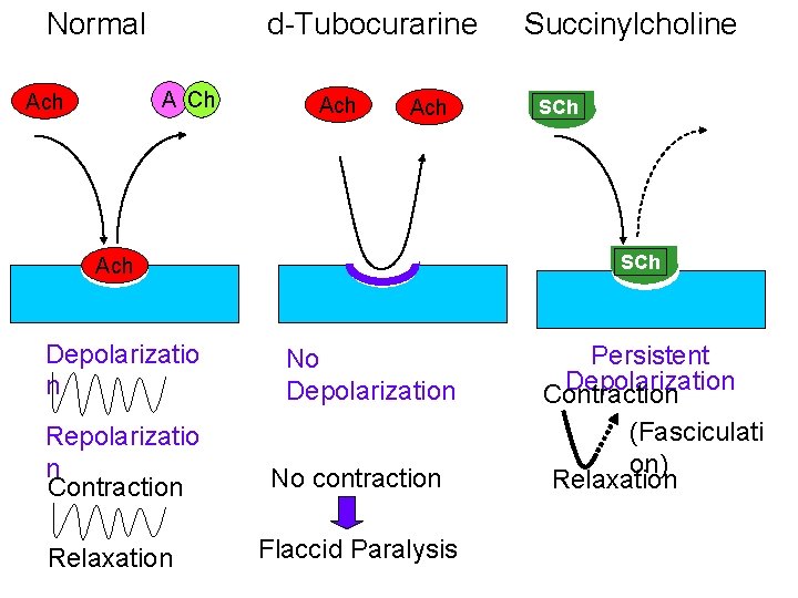 Normal d-Tubocurarine A Ch Ach Ach Repolarizatio n Contraction Relaxation SCh Ach Depolarizatio n