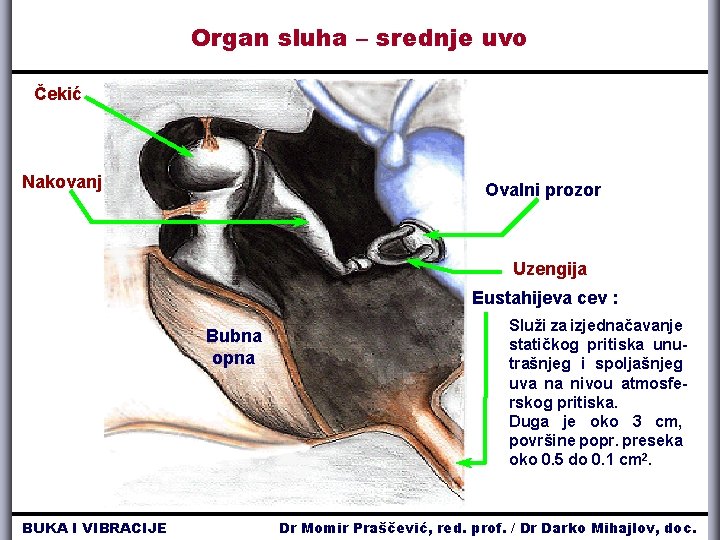 Organ sluha – srednje uvo Čekić Nakovanj Ovalni prozor Uzengija Eustahijeva cev : Bubna