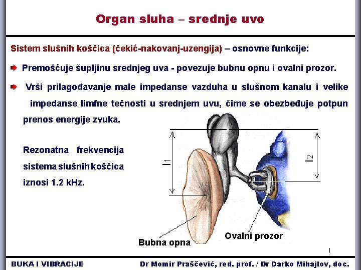 Organ sluha – srednje uvo Sistem slušnih koščica (čekić-nakovanj-uzengija) – osnovne funkcije: Premošćuje šupljinu