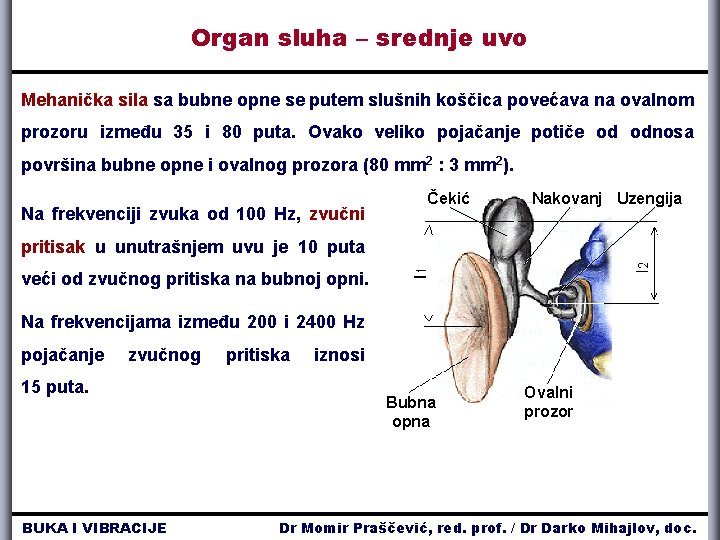 Organ sluha – srednje uvo Mehanička sila sa bubne opne se putem slušnih koščica