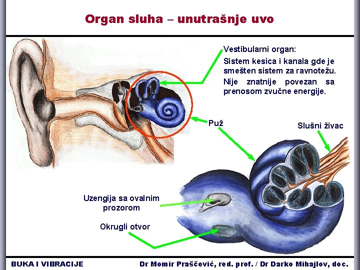 Organ sluha – unutrašnje uvo Vestibularni organ: Sistem kesica i kanala gde je smešten