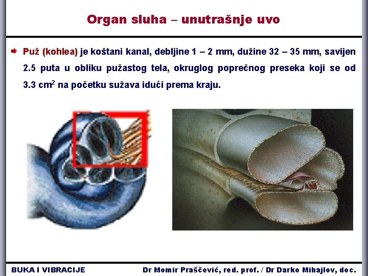 Organ sluha – unutrašnje uvo Puž (kohlea) je koštani kanal, debljine 1 – 2