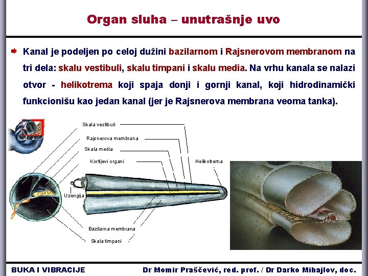 Organ sluha – unutrašnje uvo Kanal je podeljen po celoj dužini bazilarnom i Rajsnerovom