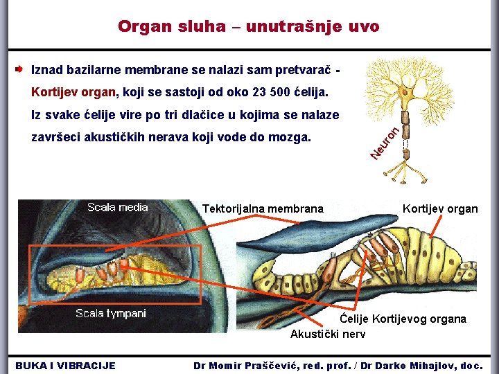 Organ sluha – unutrašnje uvo Iznad bazilarne membrane se nalazi sam pretvarač Kortijev organ,