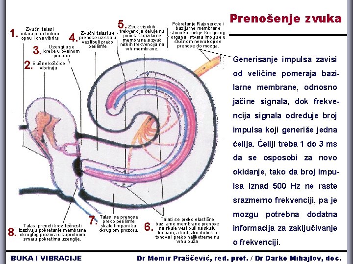 Zvučni talasi se na bubnu 1. udaraju prenose uz skalu opnu i ona vibrira