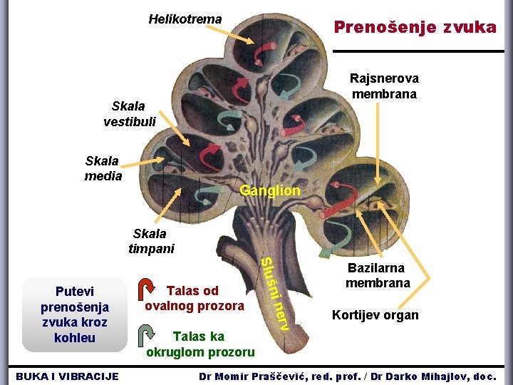 Helikotrema Prenošenje zvuka Rajsnerova membrana Skala vestibuli Skala media Ganglion Skala timpani erv Talas