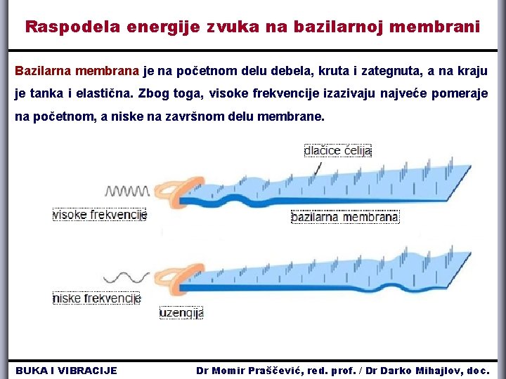 Raspodela energije zvuka na bazilarnoj membrani Bazilarna membrana je na početnom delu debela, kruta