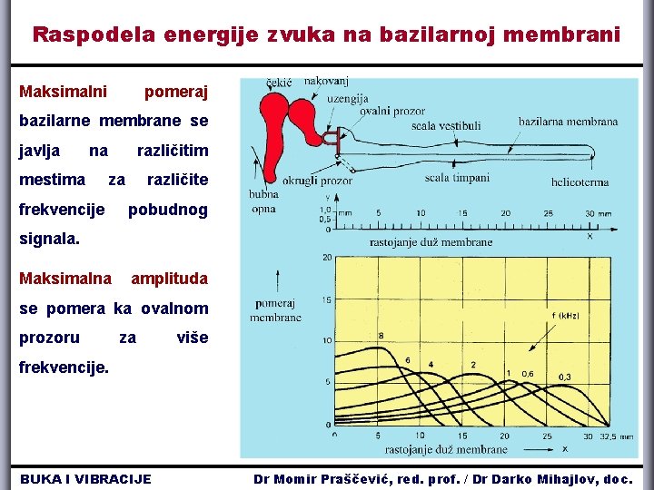 Raspodela energije zvuka na bazilarnoj membrani Maksimalni pomeraj bazilarne membrane se javlja na mestima