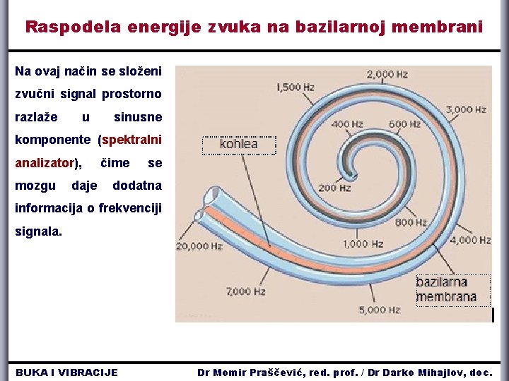 Raspodela energije zvuka na bazilarnoj membrani Na ovaj način se složeni zvučni signal prostorno