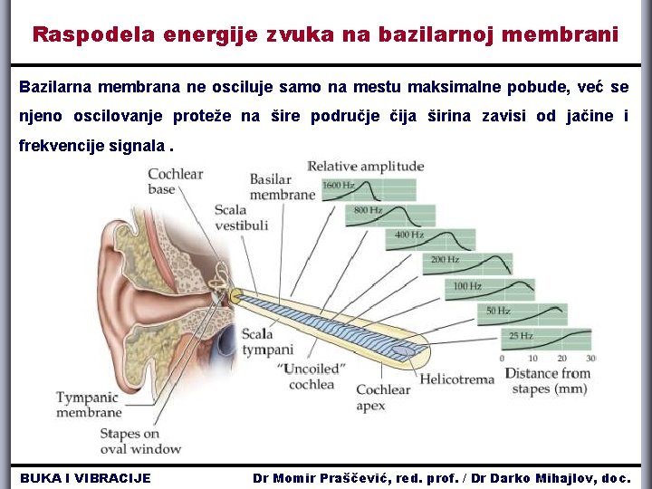 Raspodela energije zvuka na bazilarnoj membrani Bazilarna membrana ne osciluje samo na mestu maksimalne