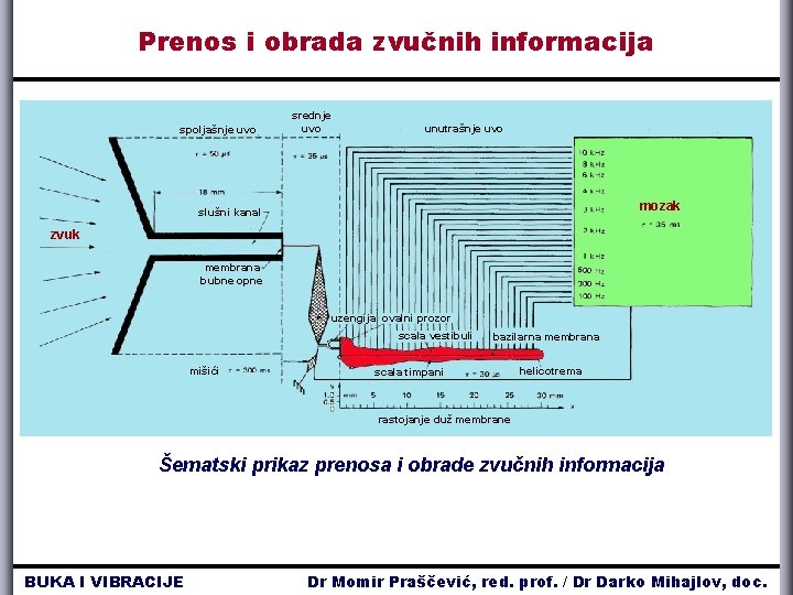 Prenos i obrada zvučnih informacija spoljašnje uvo srednje uvo unutrašnje uvo mozak slušni kanal