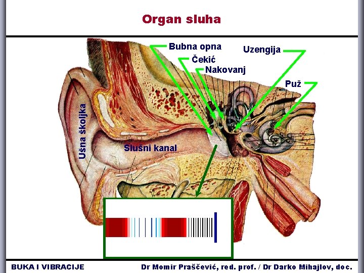 Organ sluha Bubna opna Uzengija Čekić Nakovanj Ušna školjka Puž BUKA I VIBRACIJE Slušni