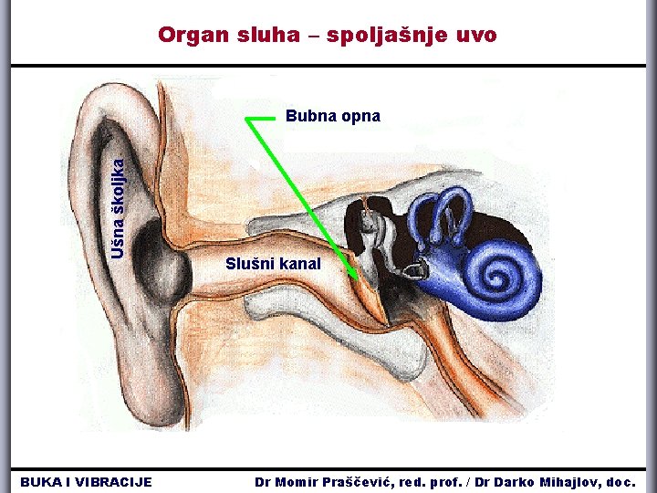 Organ sluha – spoljašnje uvo Ušna školjka Bubna opna BUKA I VIBRACIJE Slušni kanal