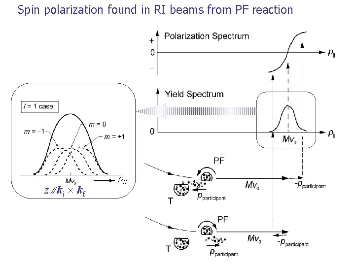 Spin polarization found in RI beams from PF reaction z∥ki kf p|| 